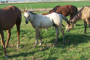 fair09colts_038.JPG