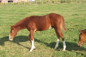 fair09colts_057.JPG