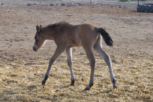 studcolt2.jpg