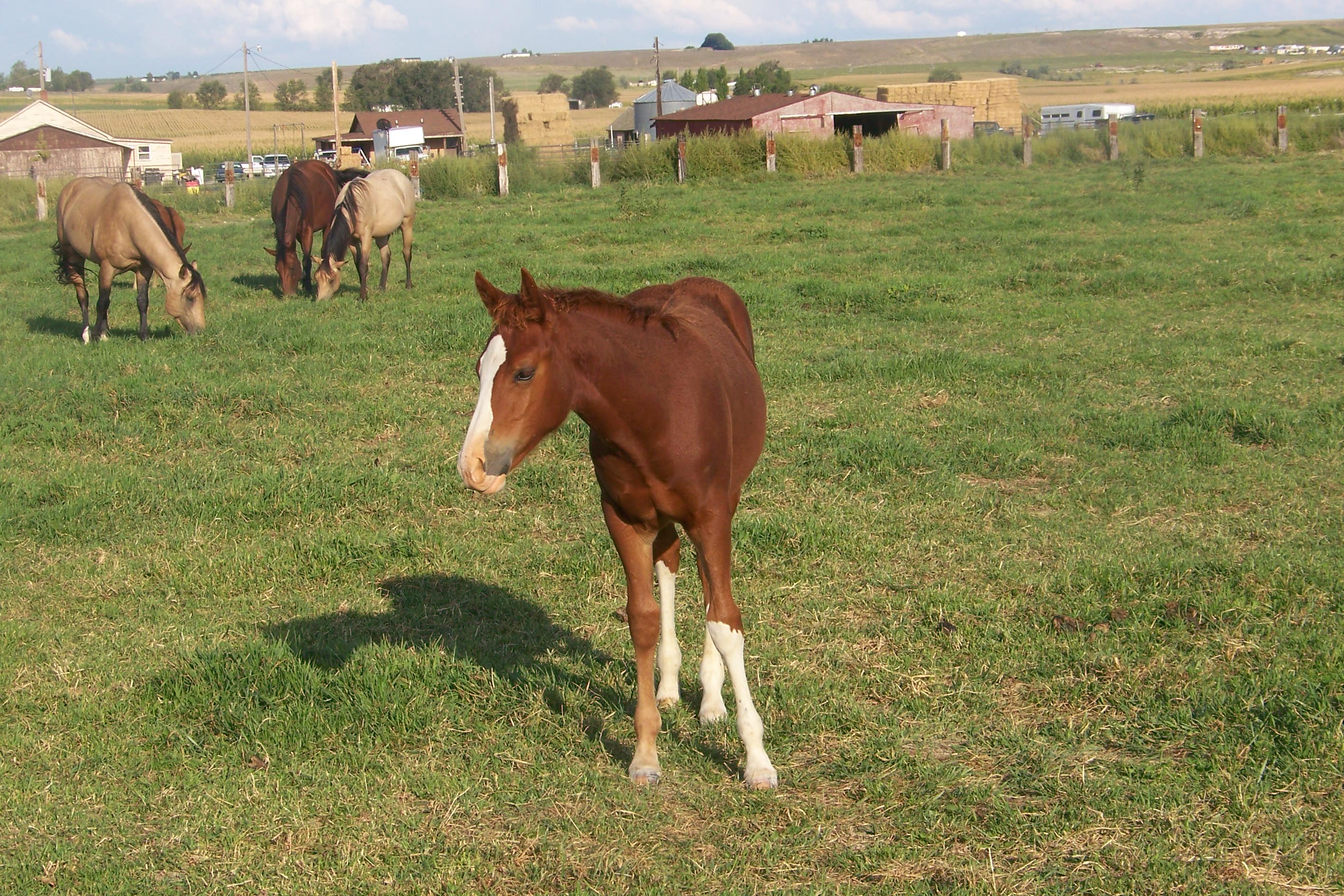 fair09colts_048.JPG